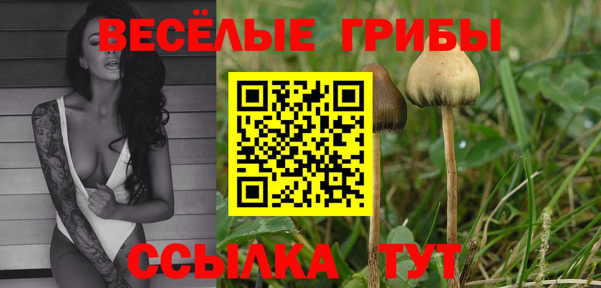 Курчалой  Псилоцибиновые грибы Psilocybine cubensis  Вход с VPN  Псилоцибиновые грибы мухоморы 
